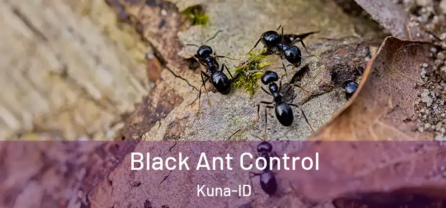  Black Ant Control Kuna-ID