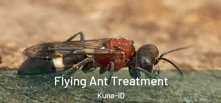 Flying Ant Treatment Kuna-ID