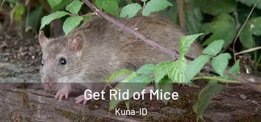  Get Rid of Mice Kuna-ID
