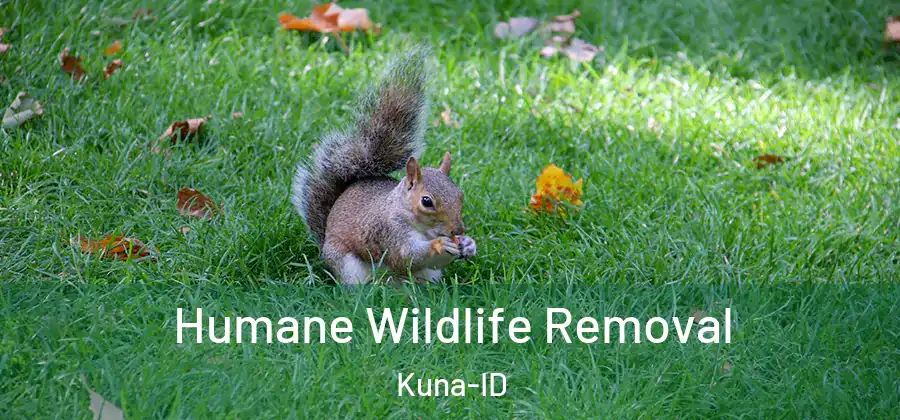 Humane Wildlife Removal Kuna-ID