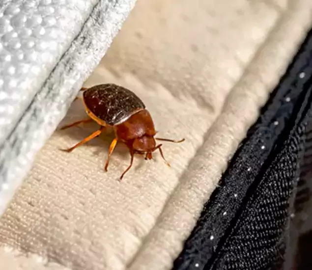 Trusted Bed Bug Prevention Specialists in Kuna, ID