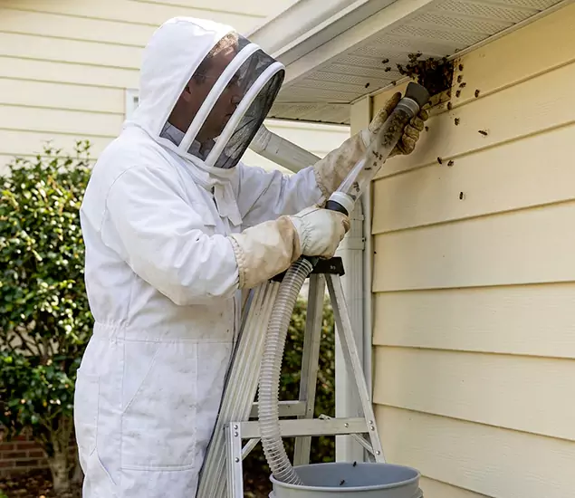 Your Affordable Bee Removal Company in Kuna, ID