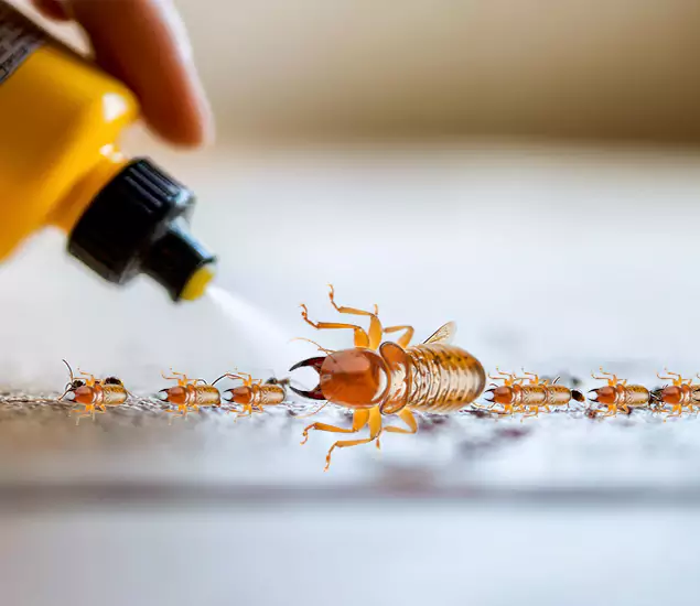 Reliable Bora Care Termite Experts in Kuna, ID