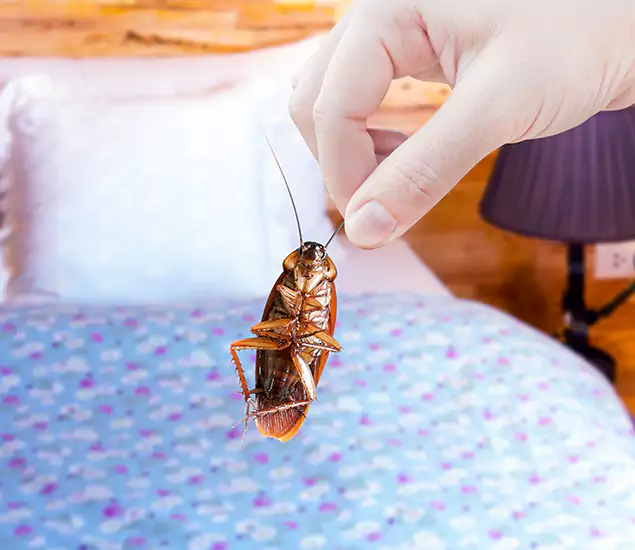 Expert Roach Control Services: Your Cockroach Pest Control in Kuna, ID