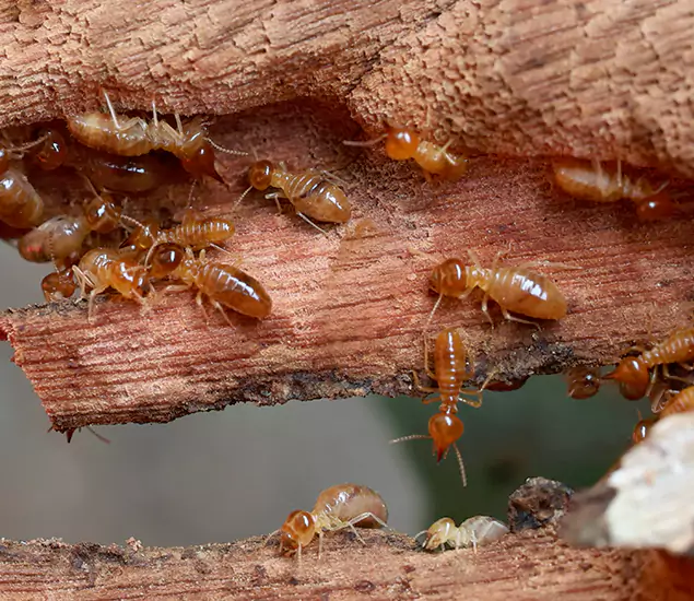 About Our Drywood Termite Treatment Experts in Kuna, ID