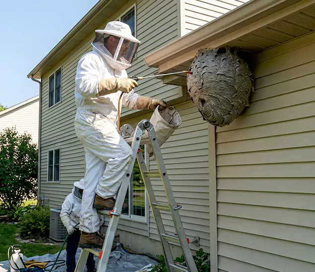 Expert Wasp Nest Removal: Your Local Wasp Nest Removal Company in Kuna, ID