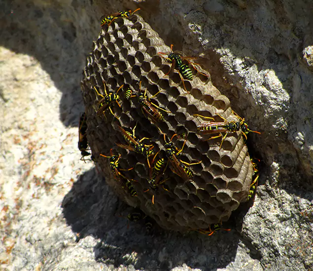 Your Local Hornet Removal Company in Kuna, ID