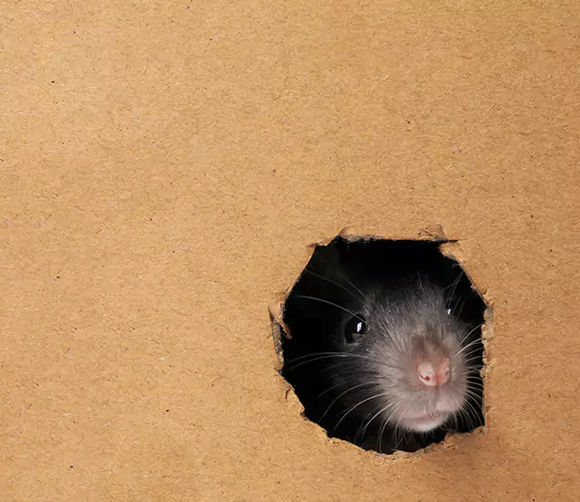 Rats in Attic Removal Experts in Kuna, ID