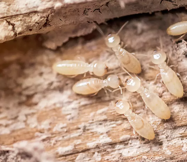 About Our Termite Fumigation Experts in Kuna, ID