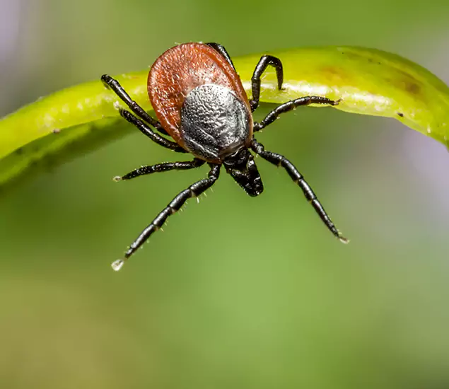 Your Trusted Tick Pest Control in Kuna, ID
