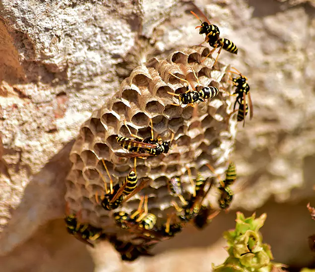 Your Best Wasp Removal Company in Kuna, ID