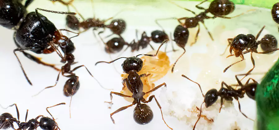 Argentine Ant Barrier Treatment in Kuna