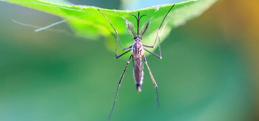 Natural Mosquito Spray for Yard in Kuna