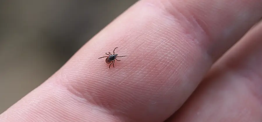 Infection Prevention for Bed Bug Bites in Kuna