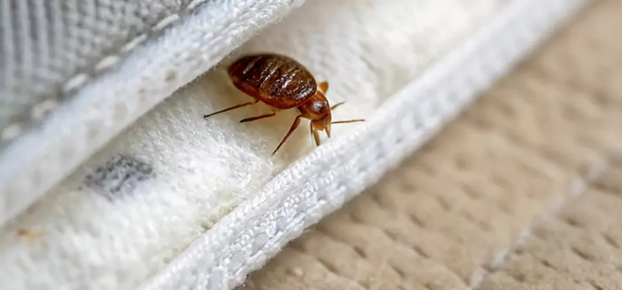 Tenting Bed Bug Fumigation in Kuna