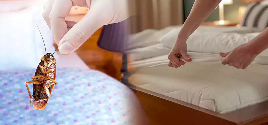 Bed Bug Home Extermination Service in Kuna