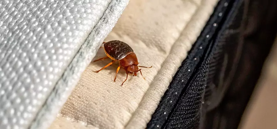 Commercial Bed Bug Control in Kuna