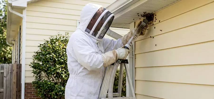 Ground Bee Removal in Kuna