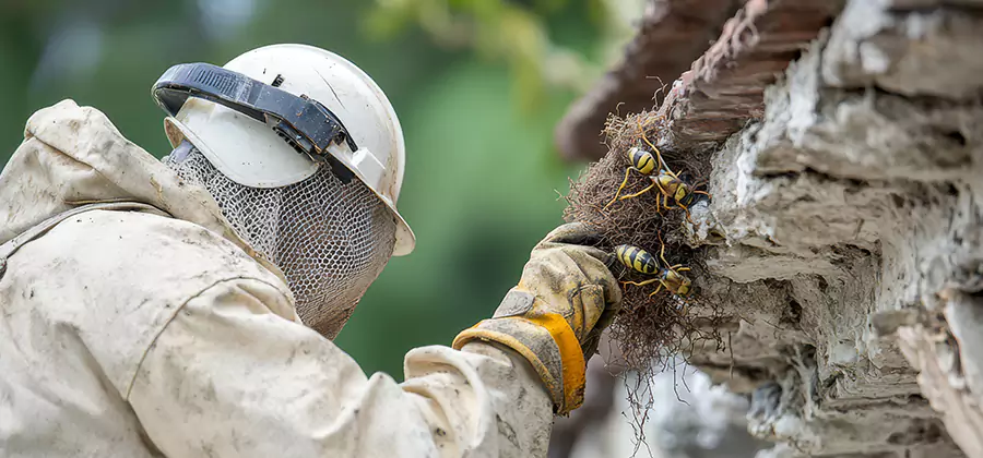 Bee and Wasp Hornet Removal in Kuna