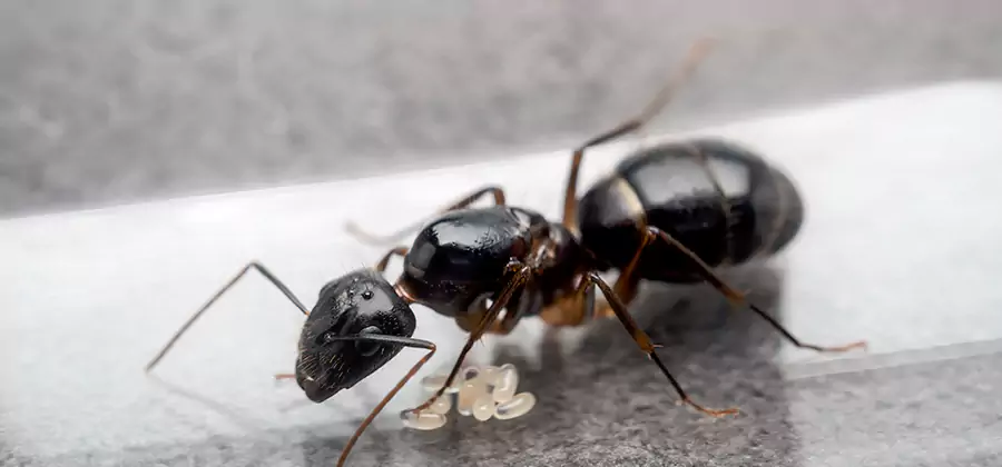 Black Ants in Kitchen Elimination in Kuna