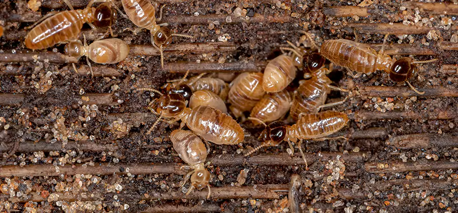 Bora Care Residential Termite Control in Kuna