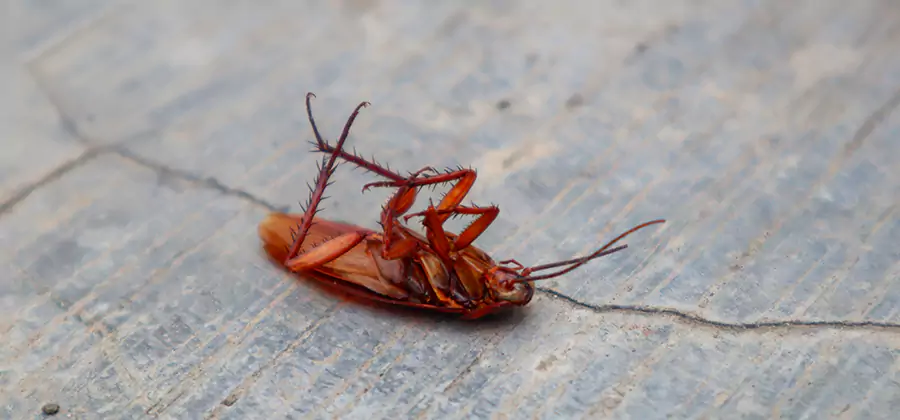 Cockroach Eradication for Commercial Properties in Kuna