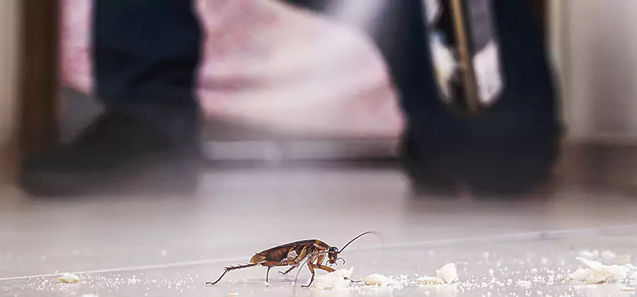 Roach House Treatment Kuna