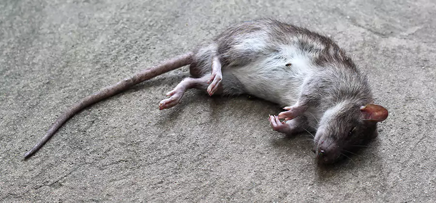 Dead Rat Disposal in Kuna
