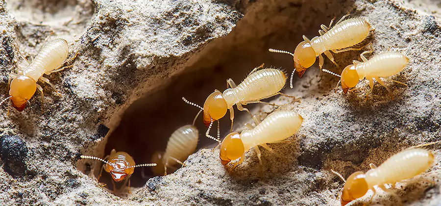 Termite Exterminator Services in Kuna