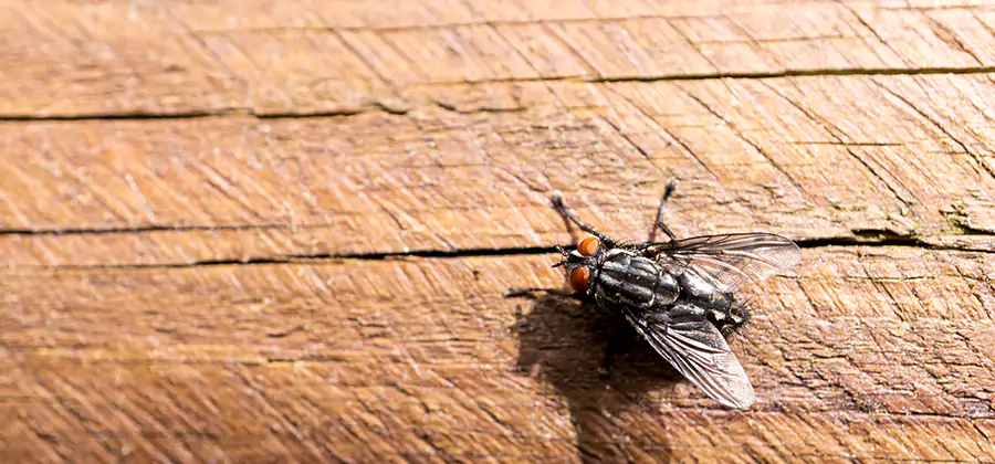 Flying Ant Barrier Treatment in Kuna
