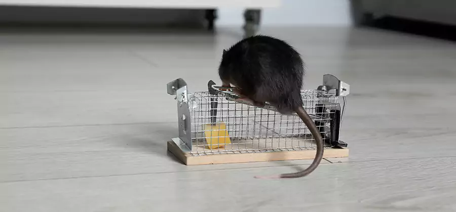 Mice in Attic Removal Kuna