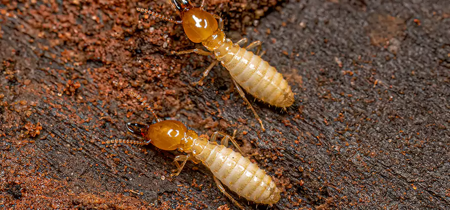 Structural Heat Termite Treatment in Kuna