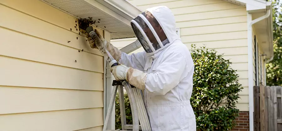 Wasp Nest in Wall Removal in Kuna