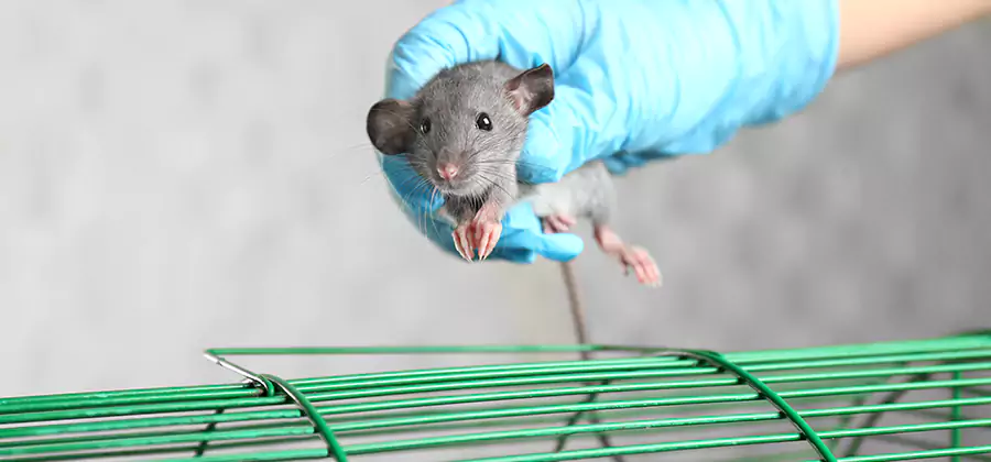 Humane Rat Trapping in Kuna