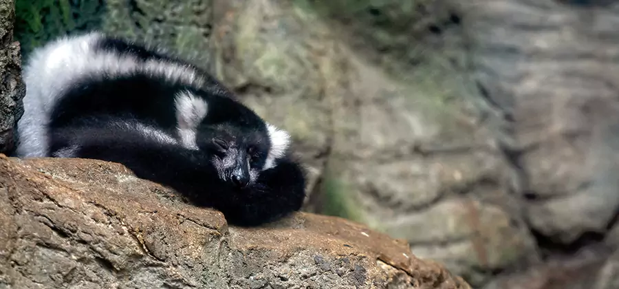Humane Skunk Removal in Kuna