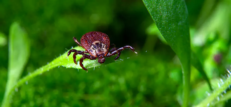 Tick Prevention for Yard in Kuna