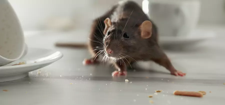 Rodent Feces Removal in Kuna