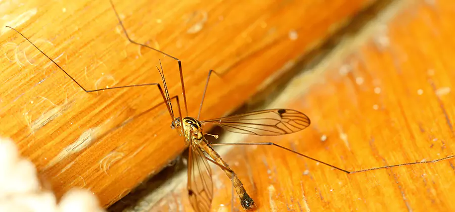 Exterior Mosquito Control in Kuna