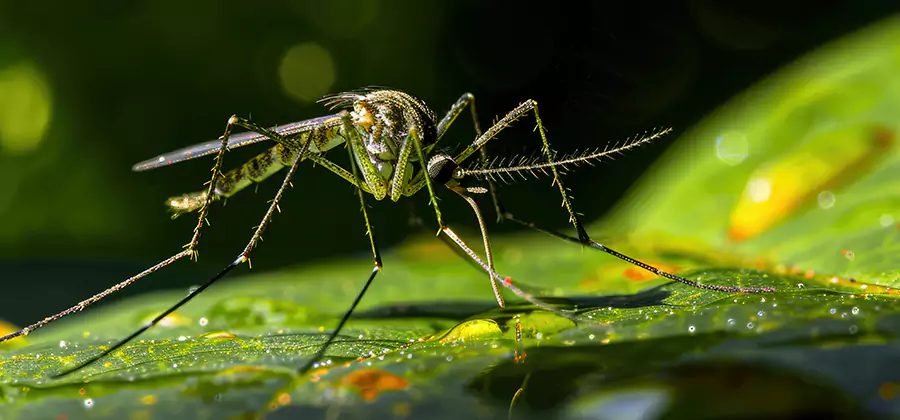 Tick and Mosquito Spray in Kuna