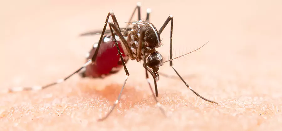 Pond Mosquito Control and Water Treatment in Kuna