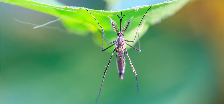 Home Defense Insect Killer in Kuna