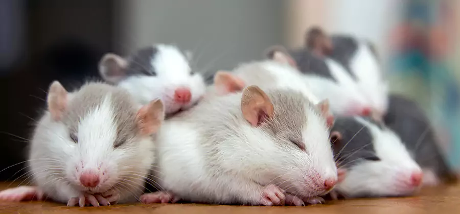 Kuna Pet Safe Mice Control