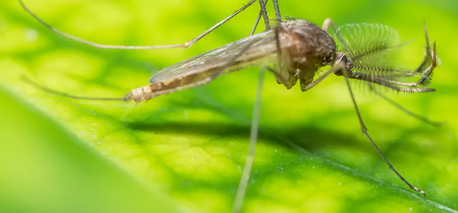 Herbal Mosquito Repellent Treatment in Kuna
