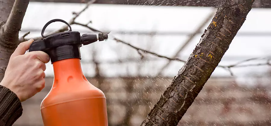 Orange Oil Structural Cavity Treatment in Kuna