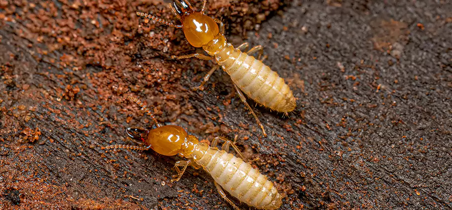 Natural Ant Hill Killer Treatment in Kuna