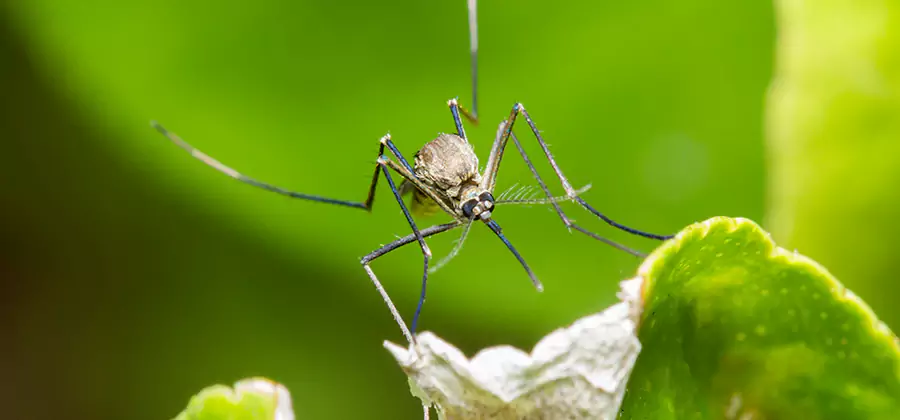Natural Outdoor Mosquito Repellent in Kuna