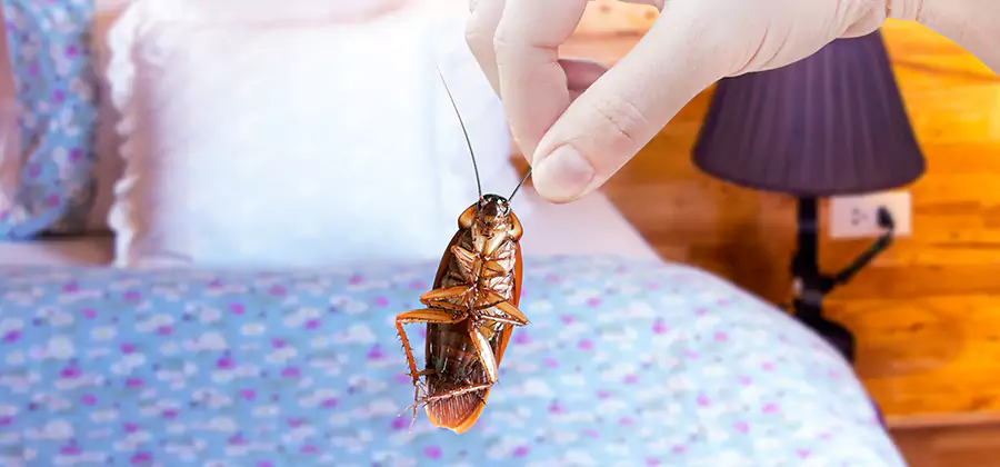 Bed Bug Inspection in Kuna