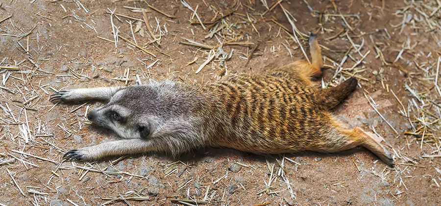Dead Raccoon Removal in Kuna