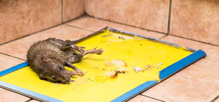 Rat Trapping Service In Kuna