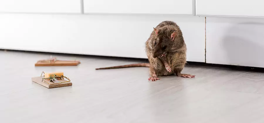 Rat Baiting Removal Service in Kuna